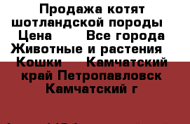 Продажа котят шотландской породы › Цена ­ - - Все города Животные и растения » Кошки   . Камчатский край,Петропавловск-Камчатский г.